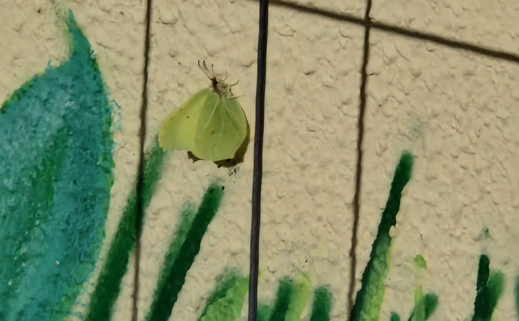 psg-fdw-schmetterling